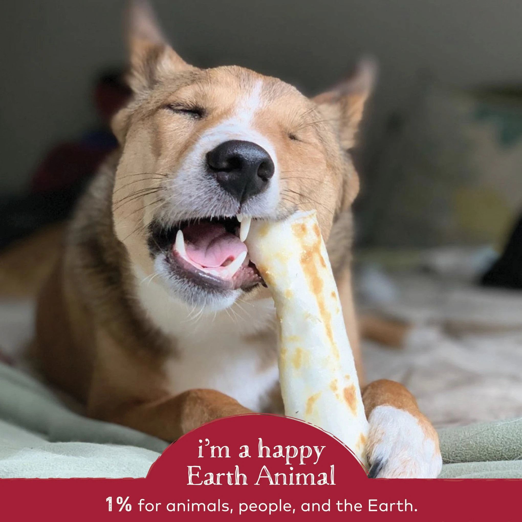Earth Animal No-Hide Beef Single Chew For Dogs - Image 6