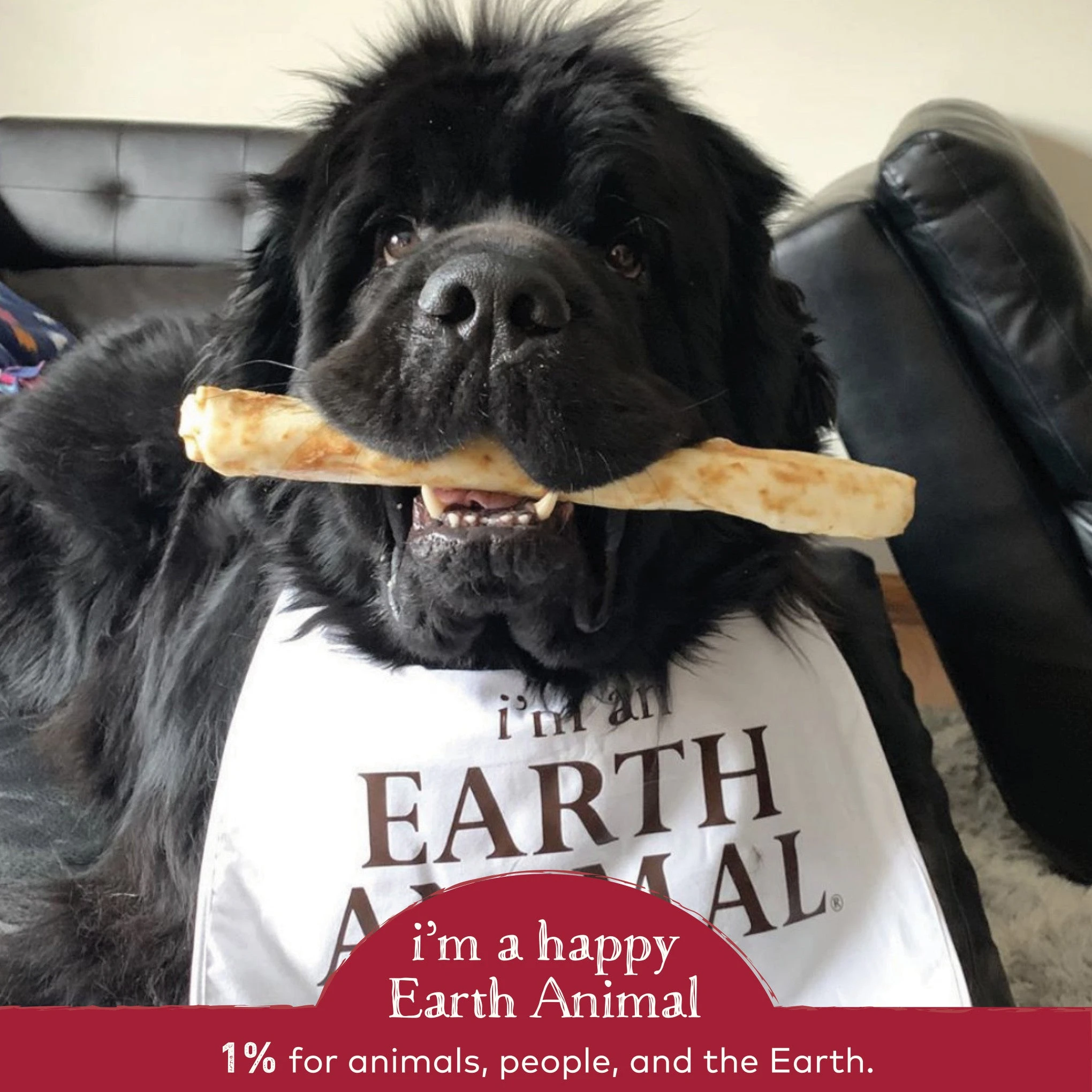 Earth Animal No-Hide Beef Single Chew For Dogs - Image 9