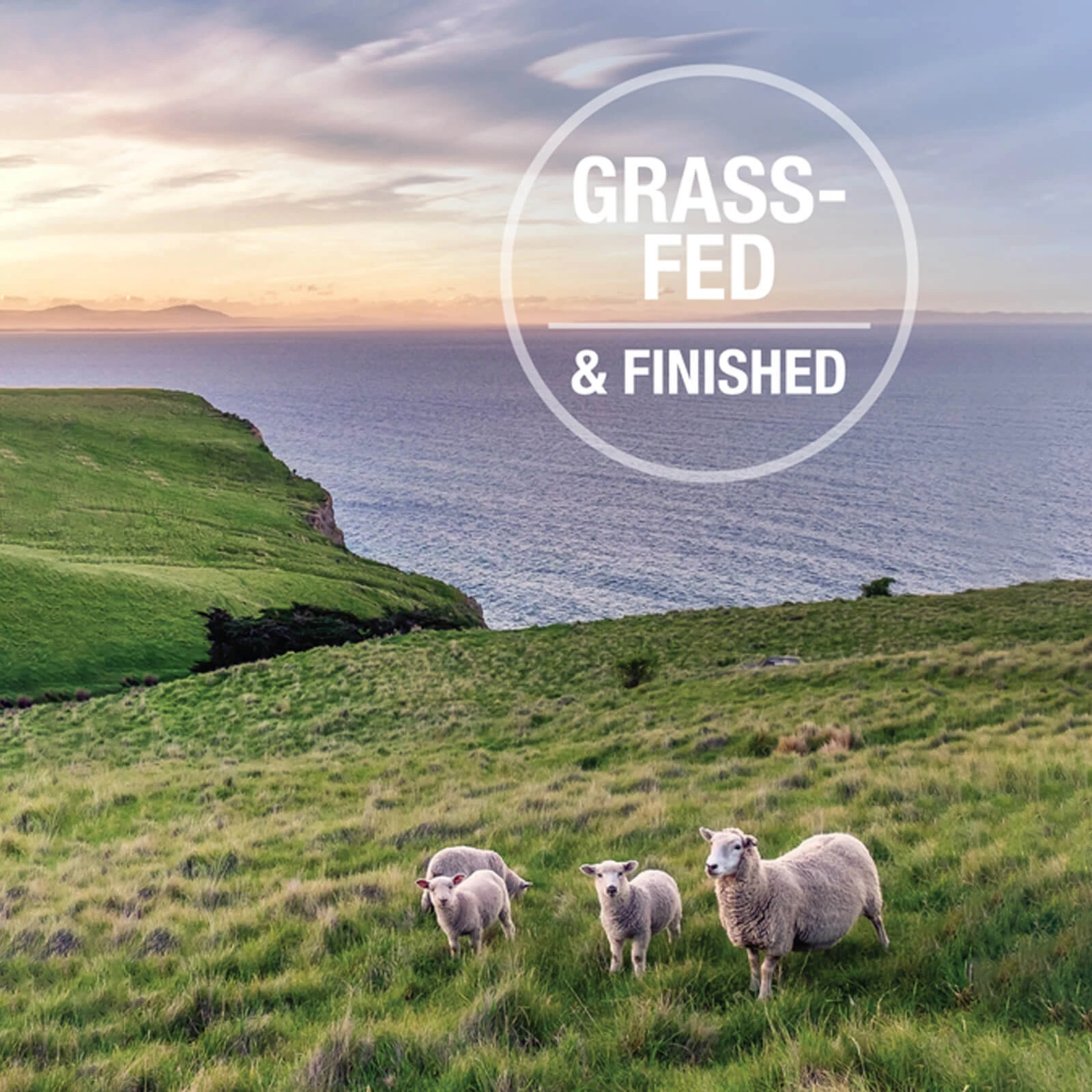 Feline Natural Grain-Free Canned Wet Cat Food - Image 10