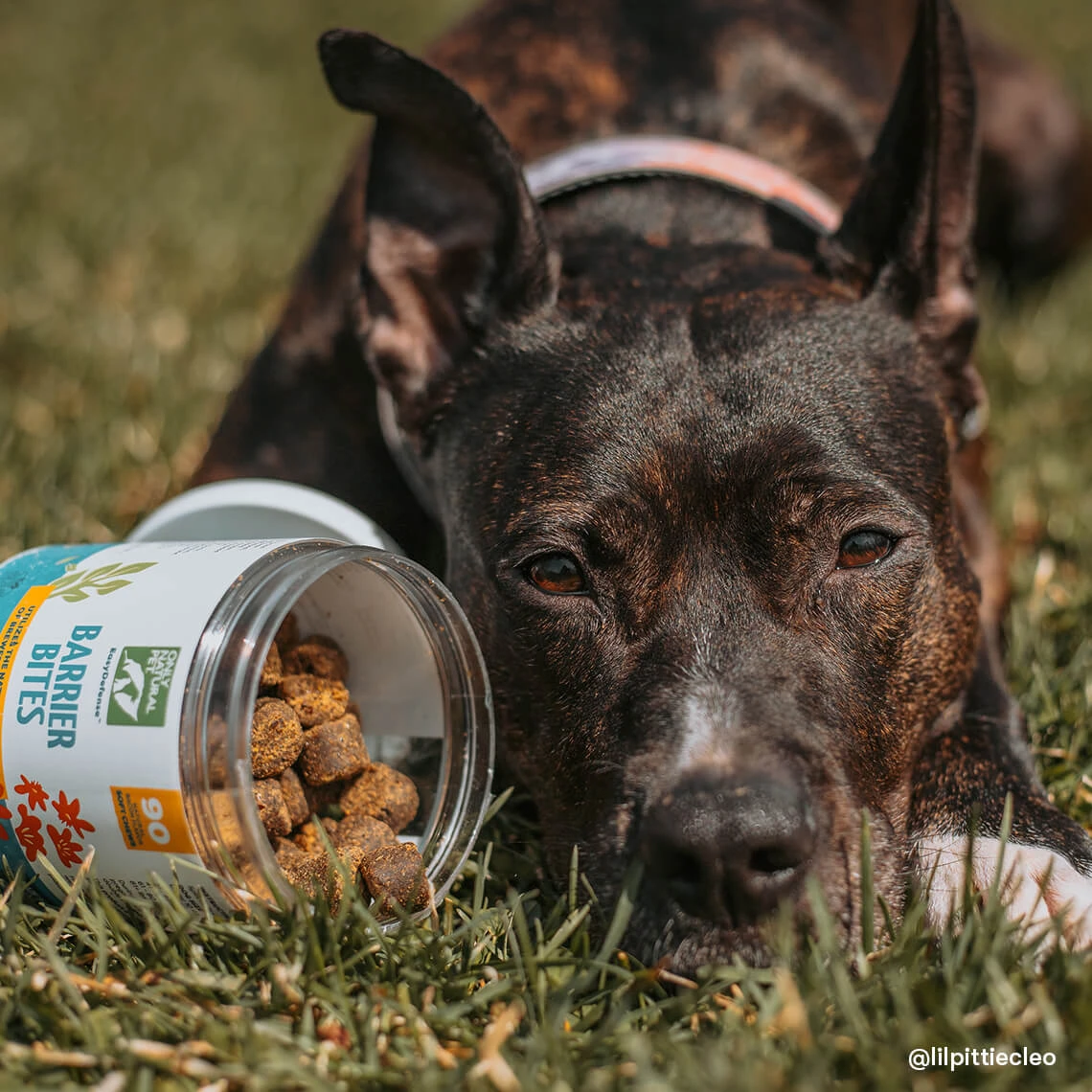 Only Natural Pet EasyDefense Barrier Bites Soft Flea Chews For Dogs - Image 11