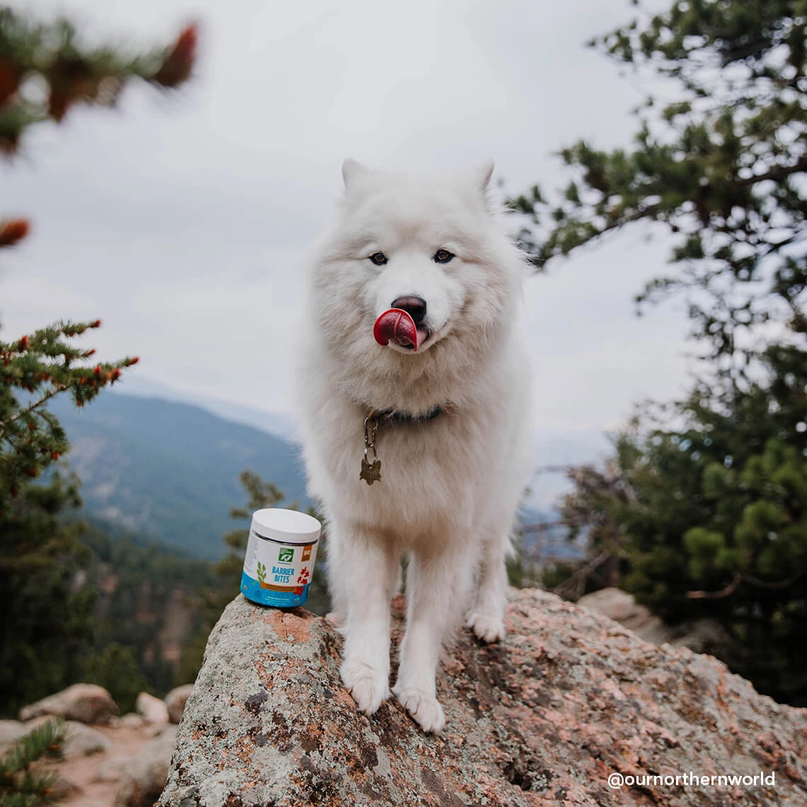 Only Natural Pet EasyDefense Barrier Bites Soft Flea Chews For Dogs - Image 6