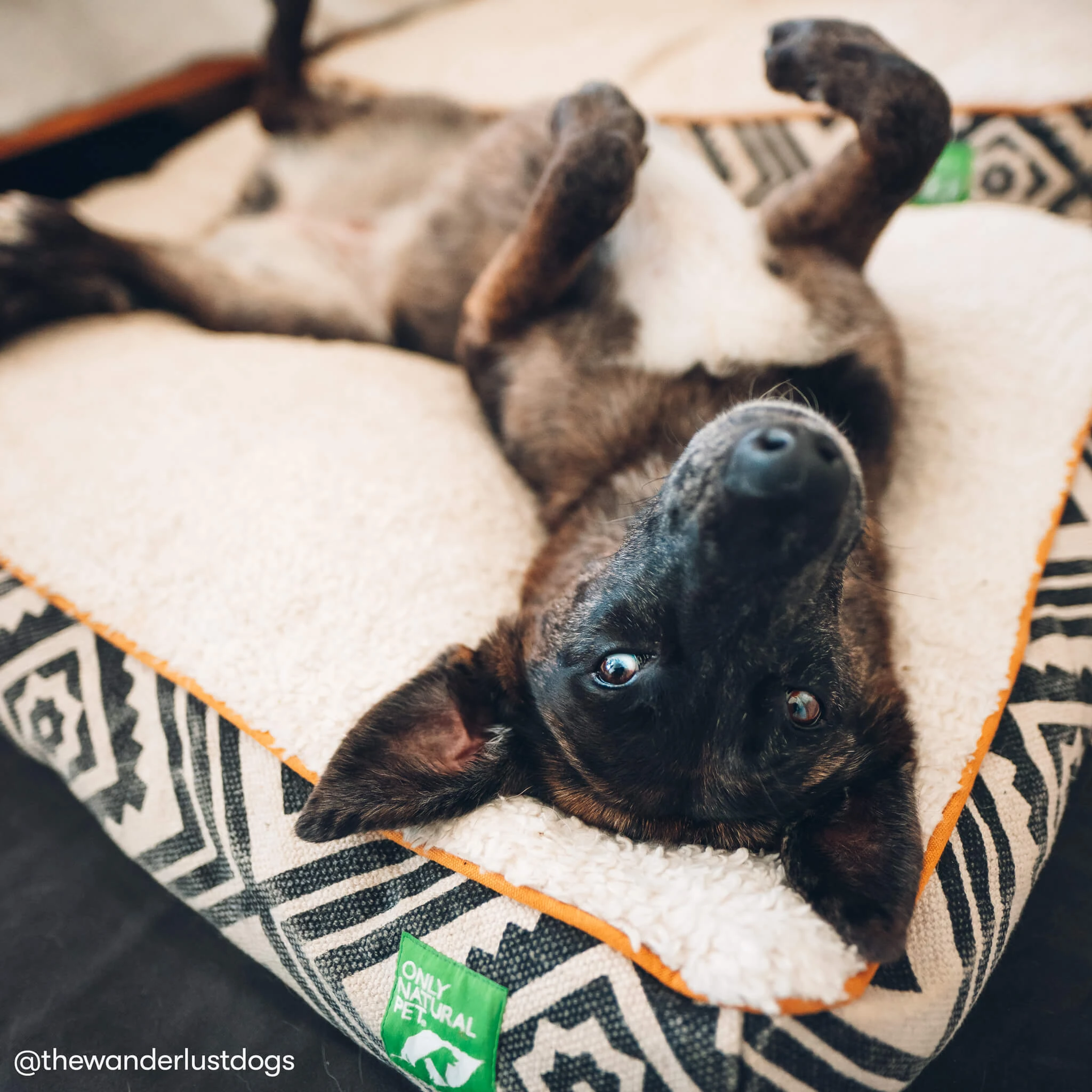 Only Natural Pet Organic Sherpa Pet Beds - Image 7