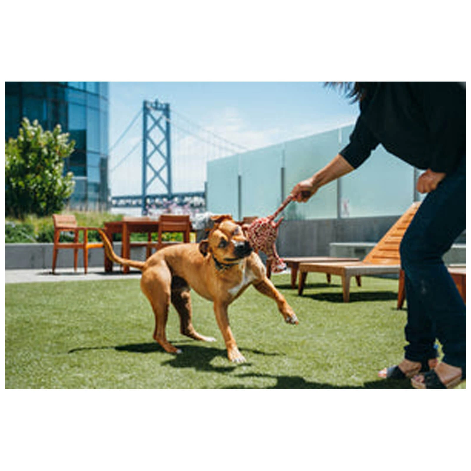 P.L.A.Y. PET LIFESTYLE AND YOU P.L.A.Y. Safari Collection Plush Eco-Friendly Dog Toy - Image 3